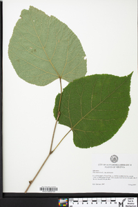 Tilia americana var. americana image