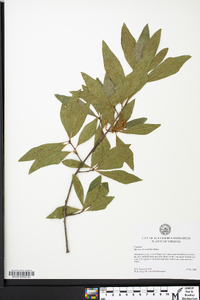 Quercus laurifolia image