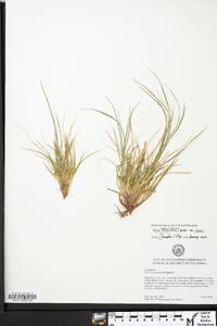 Carex tonsa image