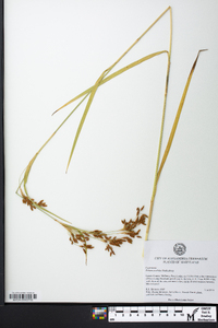 Scirpus pendulus image