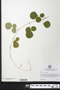 Desmodium rotundifolium image