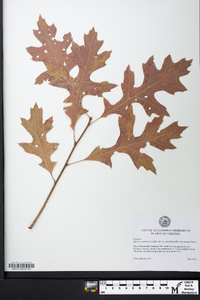 Quercus × fontana image