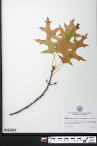 Quercus × fontana image