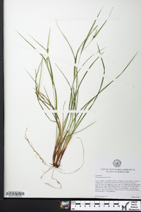 Carex planispicata image