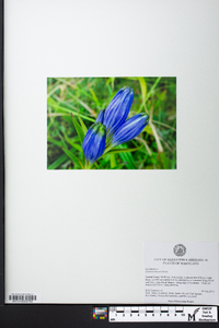 Gentiana linearis image