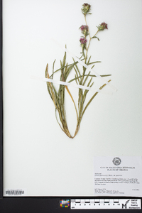 Liatris squarrosa image