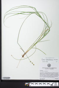 Carex albolutescens image