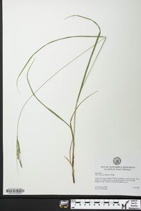 Carex virescens image