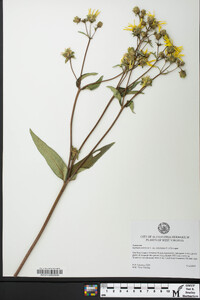 Silphium asteriscus image