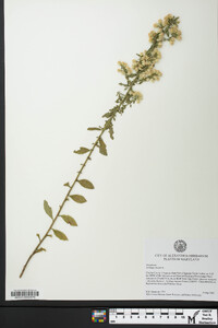 Solidago bicolor image