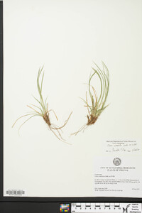 Carex umbellata image