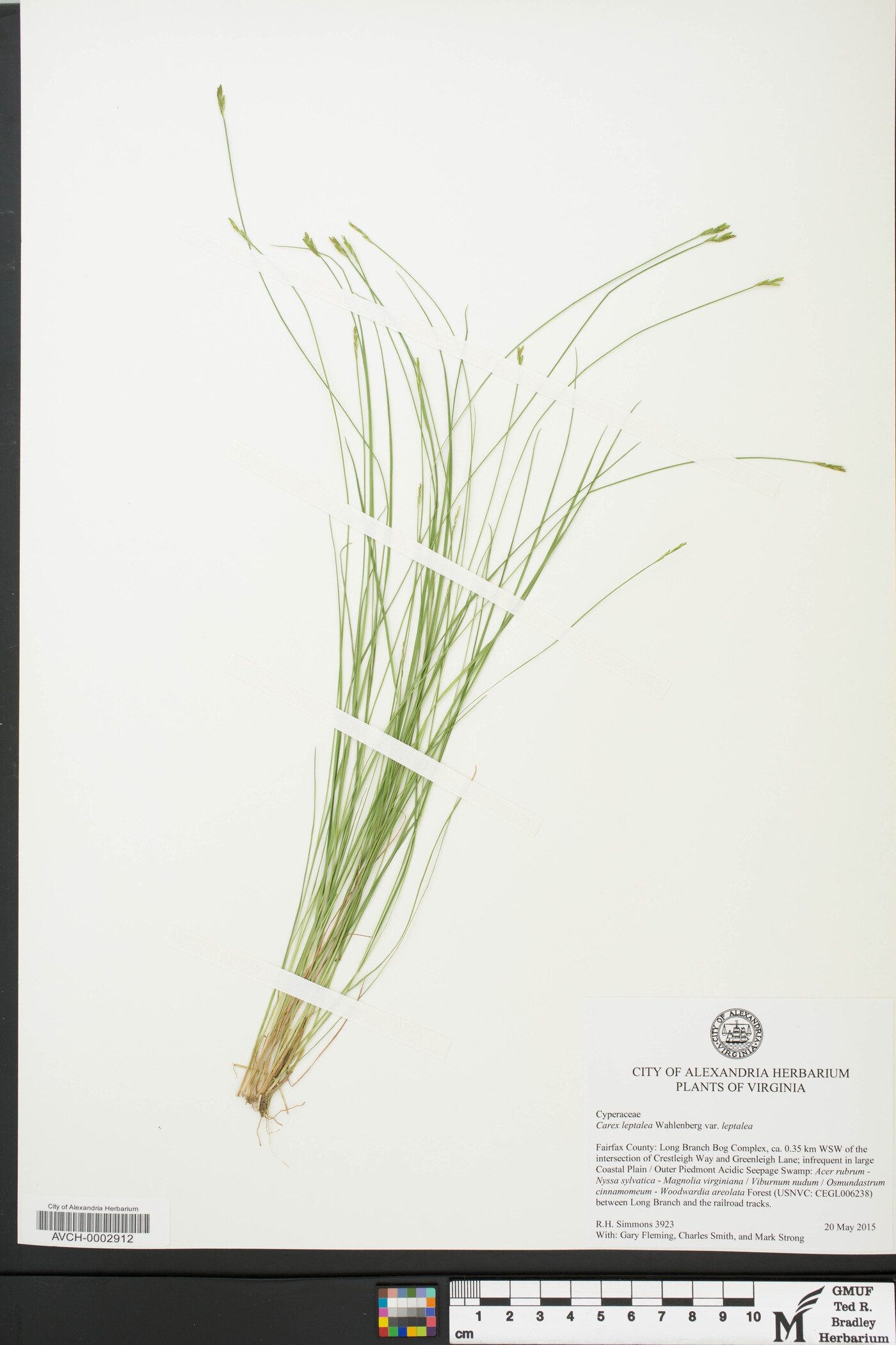Carex leptalea var. leptalea image