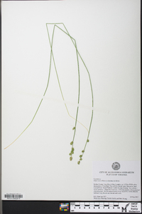 Carex seorsa image