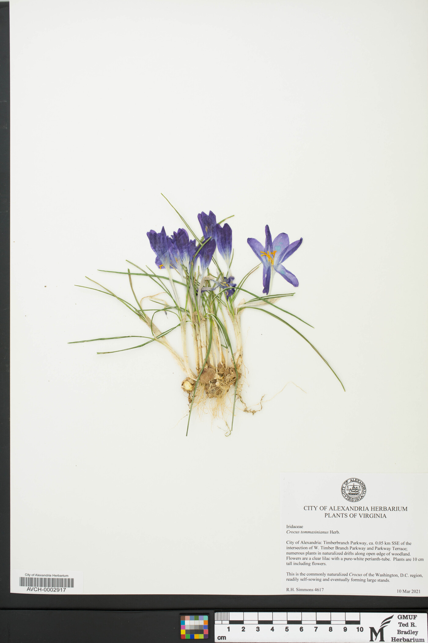 Crocus tommasinianus image