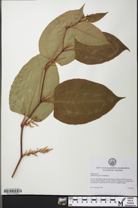 Reynoutria japonica image