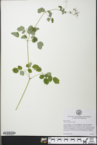 Thalictrum pubescens image