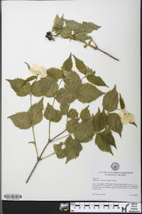 Rhodotypos scandens image