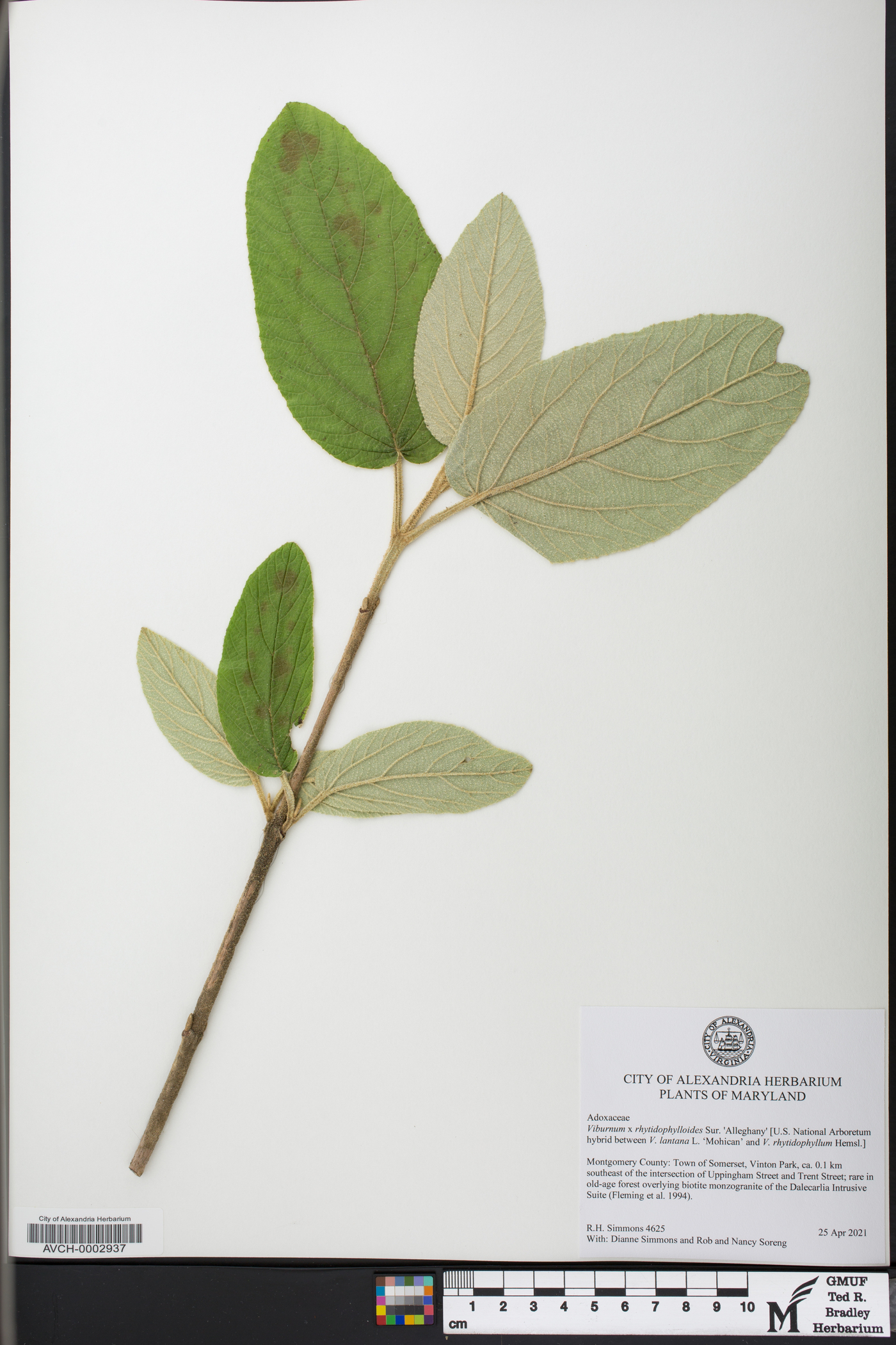 Viburnum x rhytidophylloides image