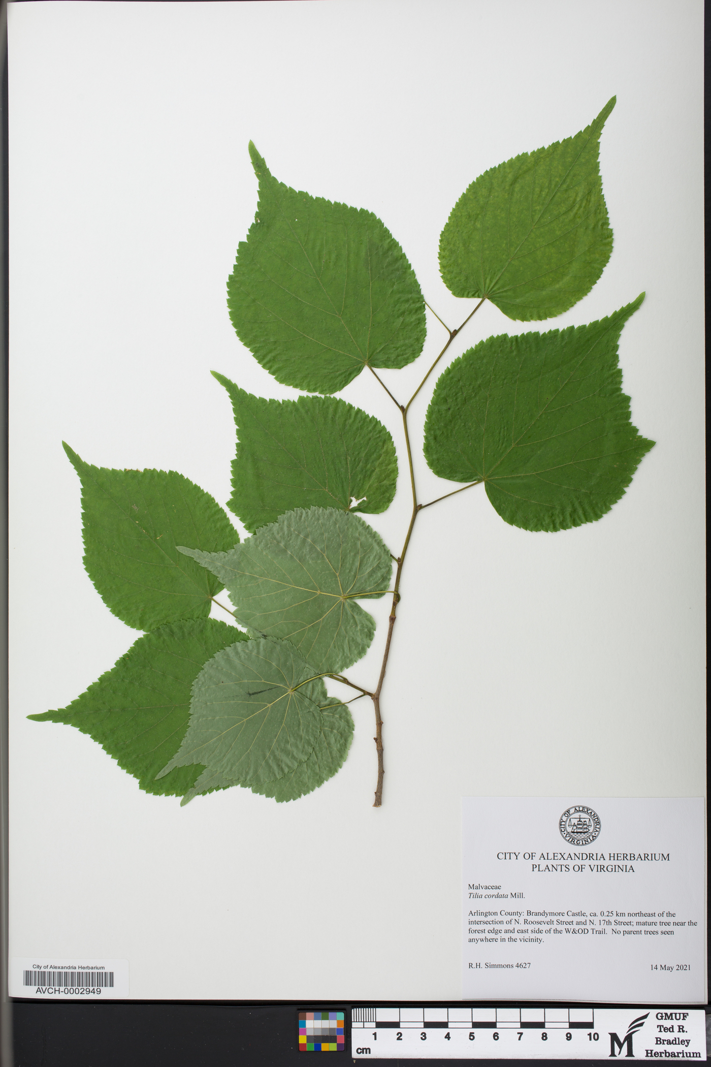 Tilia cordata image