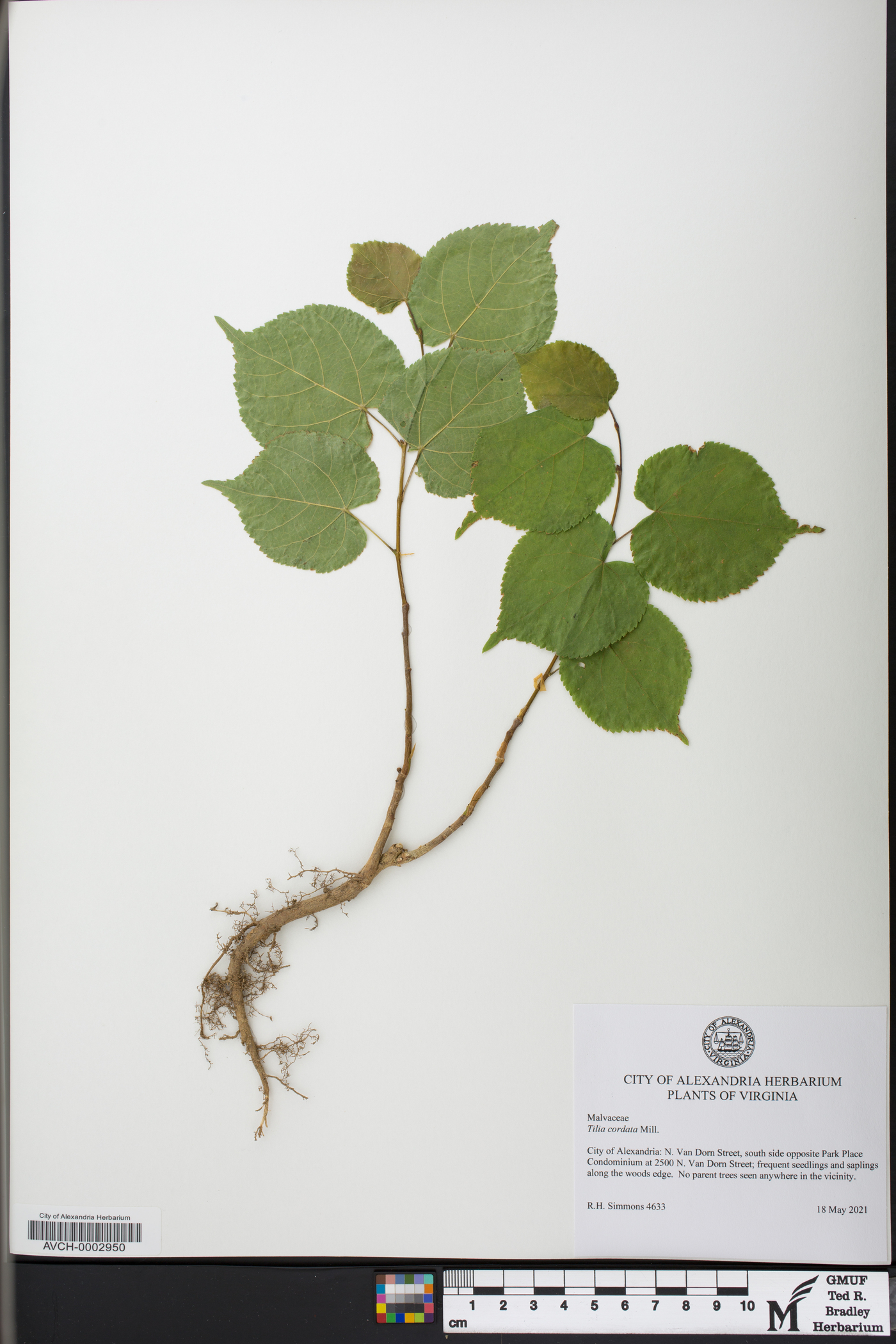 Tilia cordata image