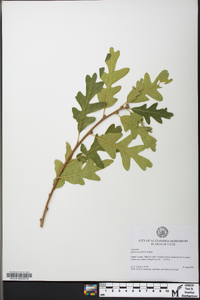 Quercus gambelii image