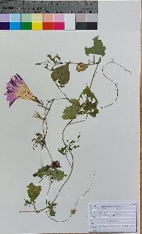 Ipomoea purpurea image