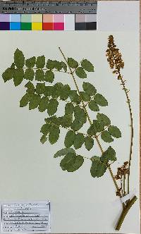 Caesalpinia bonduc image