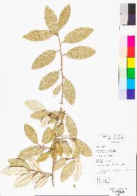 Elaeagnus pungens image