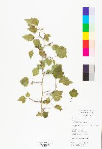 Crataegus viridis image