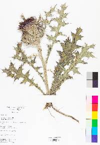 Cirsium horridulum image