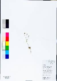 Houstonia serpyllifolia image