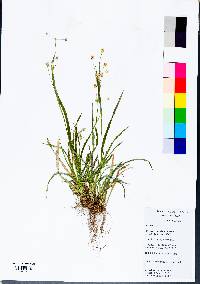 Cyperus entrerianus image