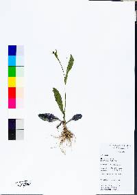 Hieracium venosum image