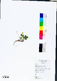 Potentilla indica image