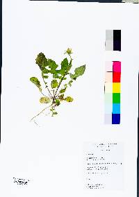 Youngia japonica image