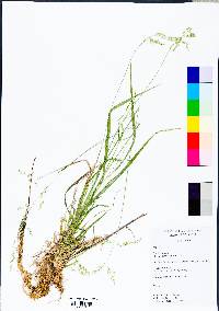 Poa trivialis image