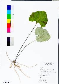 Arnoglossum atriplicifolium image