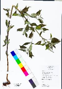 Pycnanthemum incanum image