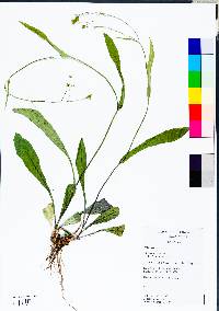 Hieracium venosum image