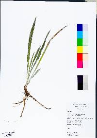 Pityopsis graminifolia image