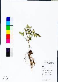 Rubus flagellaris image