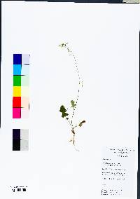 Youngia japonica image