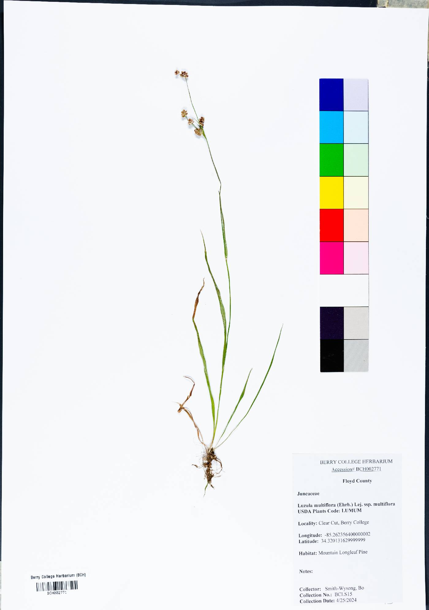 Luzula multiflora subsp. multiflora image