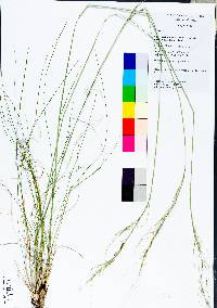 Piptochaetium avenaceum image