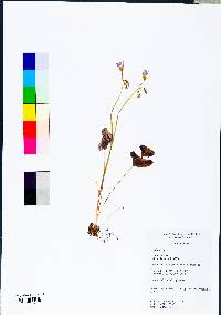 Oxalis violacea image