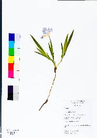 Iris cristata image