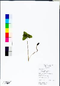 Hexastylis arifolia image