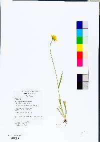 Taraxacum erythrospermum image