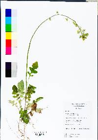 Youngia japonica image