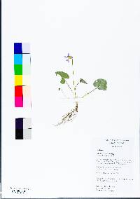 Viola hirsutula image